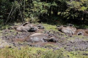 Eine Gruppe Wasserbüffel liegt im Schlamm.
